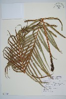 烏毛蕨藏品圖，第1張