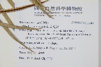 烏毛蕨藏品圖，第2張