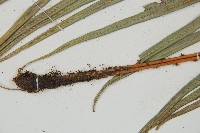 烏毛蕨藏品圖，第4張