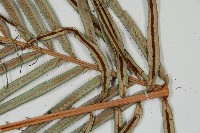 烏毛蕨藏品圖，第5張