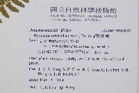 姬蕨藏品圖，第5張