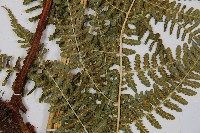 姬蕨藏品圖，第6張