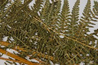 姬蕨藏品圖，第7張