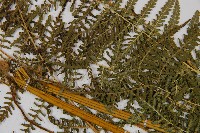 姬蕨藏品圖，第8張