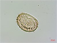 姬蕨藏品圖，第3張