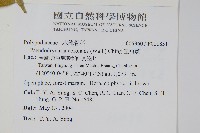 崖薑蕨藏品圖，第2張