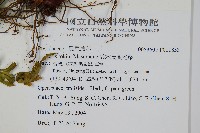 鈴木氏鳳尾蕨藏品圖，第2張