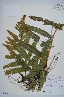 毛囊鱗蓋蕨藏品圖，第1張