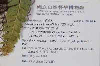 毛囊鱗蓋蕨藏品圖，第2張