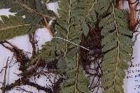 毛囊鱗蓋蕨藏品圖，第3張