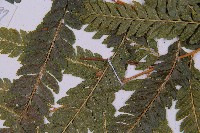 毛囊鱗蓋蕨藏品圖，第4張