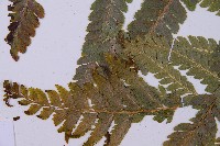 毛囊鱗蓋蕨藏品圖，第5張