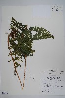 毛囊鱗蓋蕨藏品圖，第1張