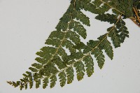 毛囊鱗蓋蕨藏品圖，第3張