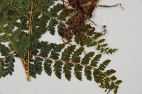 毛囊鱗蓋蕨藏品圖，第4張