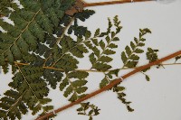 毛囊鱗蓋蕨藏品圖，第5張