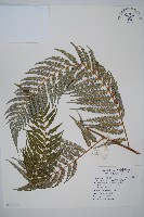 臺灣金狗毛蕨藏品圖，第1張