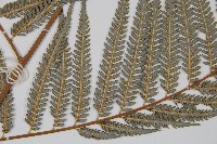 臺灣金狗毛蕨藏品圖，第3張