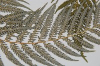 臺灣金狗毛蕨藏品圖，第4張