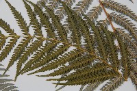 臺灣金狗毛蕨藏品圖，第5張