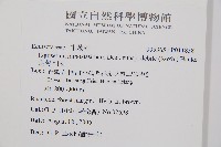 臺灣木賊藏品圖，第2張