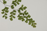 鐵線蕨藏品圖，第3張