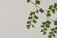 鐵線蕨藏品圖，第4張