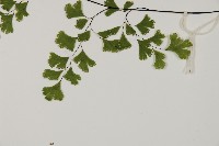 鐵線蕨藏品圖，第5張