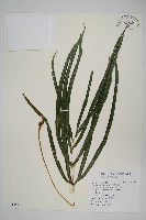 長葉鳳尾蕨藏品圖，第1張