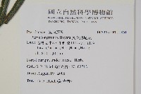 長葉鳳尾蕨藏品圖，第2張