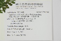 大黑柄鐵角蕨、黃鱗鐵角蕨、大羽鐵角蕨藏品圖，第2張