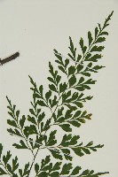 大黑柄鐵角蕨、黃鱗鐵角蕨、大羽鐵角蕨藏品圖，第3張