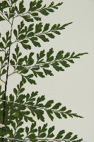 大黑柄鐵角蕨、黃鱗鐵角蕨、大羽鐵角蕨藏品圖，第4張