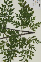 大黑柄鐵角蕨、黃鱗鐵角蕨、大羽鐵角蕨藏品圖，第5張