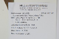 大星蕨藏品圖，第2張