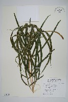 長葉鳳尾蕨藏品圖，第1張