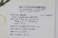 長葉鳳尾蕨藏品圖，第2張