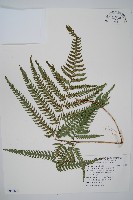 南海鱗毛蕨藏品圖，第1張