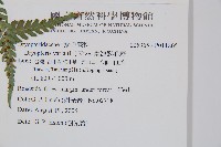 南海鱗毛蕨藏品圖，第2張