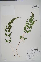 半邊羽裂鳳尾蕨藏品圖，第1張