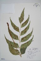 全緣貫眾蕨藏品圖，第1張