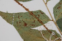 全緣貫眾蕨藏品圖，第3張