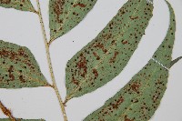 全緣貫眾蕨藏品圖，第4張