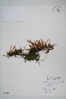 絨毛石葦藏品圖，第1張
