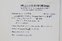 柳葉劍蕨藏品圖，第2張