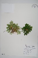 萬年松藏品圖，第1張