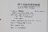 長葉鳳尾蕨藏品圖，第2張