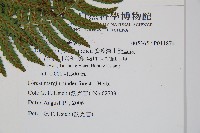 廣葉深山雙蓋蕨藏品圖，第2張