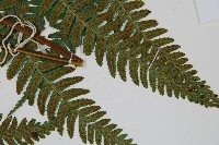 廣葉深山雙蓋蕨藏品圖，第4張