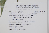 日本狗脊蕨藏品圖，第2張